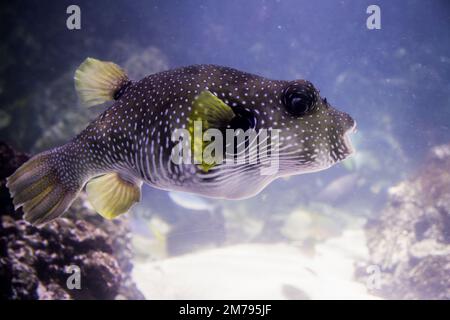 A White-spotted puffer fish, swimming among the rocks. He has bright white spots and yellow fins Stock Photo