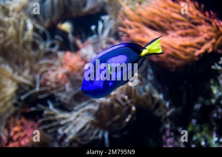 Blue tang fish are found in deep water, among algae and other marine plants. The fish is brightly colored in blue and the fins are yellow. Stock Photo