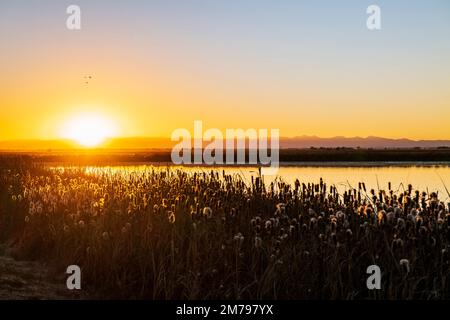 Sandhill Cranes in flight at sunrise; Monte Vista National Wildlife Refuge; San Luis Valley; Colorado; USA Stock Photo