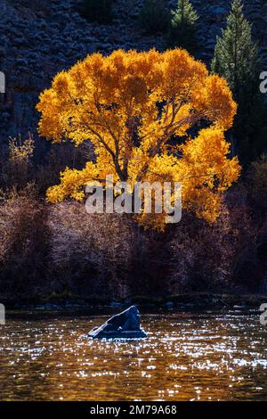 Golden Cottonwood tree leaves in autumn; Gunnison River; Colorado; USA Stock Photo