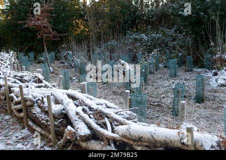 Snow covered eco-friendly dead wood hedge filled with branches and logs with small coppice behind planted with hazel trees in tree guards, UK Stock Photo