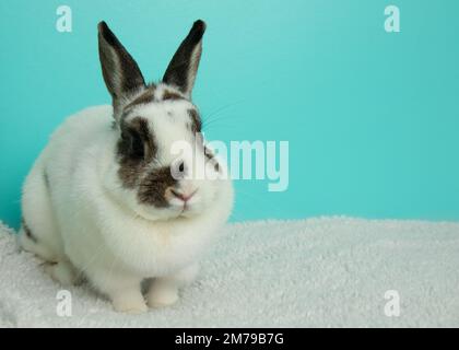 cute brown black and white bunny rabbit Stock Photo