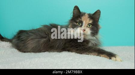 cute long haired calico kitten cat with green eyes portrait Stock Photo