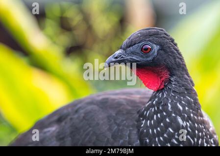 Andean Guan (Penelope montagnii) portrait, Mindo cloud forest, Ecuador. Stock Photo