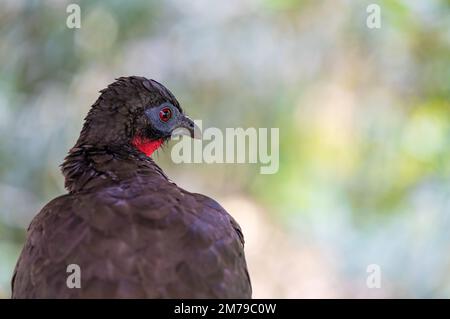 Andean Guan (Penelope montagnii) portrait, Mindo cloud forest, Ecuador. Stock Photo