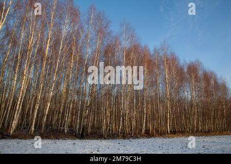 Birch Trees in Winter, Pruszcz Gdanski Stock Photo