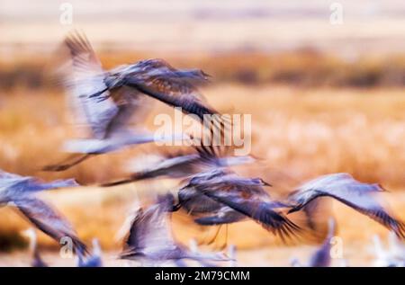 Pan; blur; motion view of Sandhill Cranes in flight at sunrise; Monte Vista National Wildlife Refuge; San Luis Valley; Colorado; USA Stock Photo