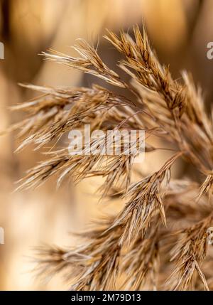 Dry reed macro close up shot Stock Photo