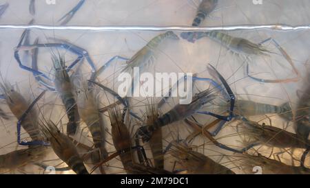 A shallow tank with living freshwater prawns, widely cultivated for food.  Top view. Stock Photo