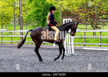 The 2017 Inchcoonans Equestrian Premier Competition Yard & Livery Facility near Errol, a small historical village in Perth & Kinross, Scotland Stock Photo