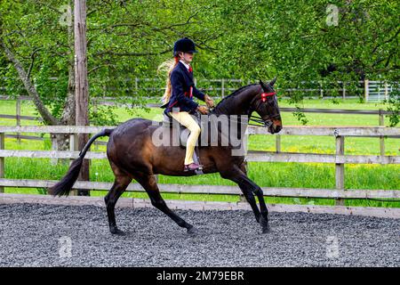 The 2017 Inchcoonans Equestrian Premier Competition Yard & Livery Facility near Errol, a small historical village in Perth & Kinross, Scotland Stock Photo