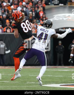 Photo: Bengals Hayden Hurst catchs over Panthers Myles Hartsfield -  KYP20221106010 