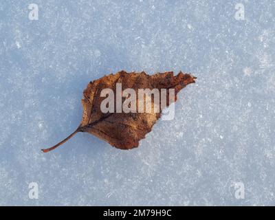 Small dry Birch leaf laying on the snow. Quebec,Canada. Stock Photo
