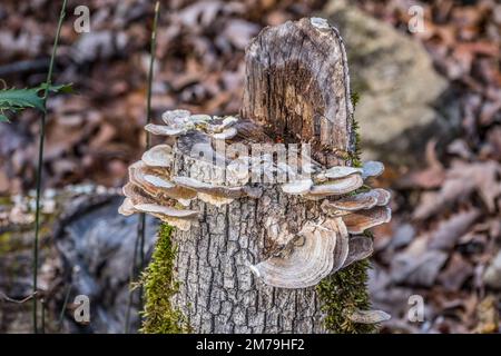 Know as turkey tail fungi growing on the top portion of a recently cut tree attached to the bark surrounded by moss on the stump Stock Photo