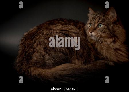 Tabby brown cat with nice green eyes lying on black ground in dark black room Stock Photo