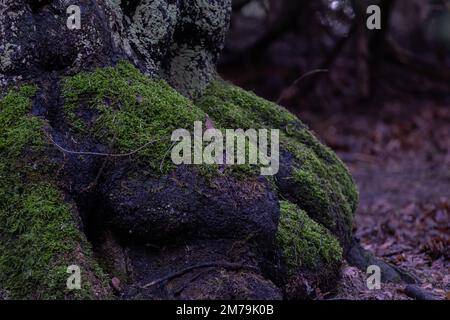 Roots of tree with green moss in autumn forest Stock Photo
