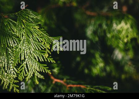 Close-up at green thuja plicata needles. Branch of Western Red Cedar Stock Photo