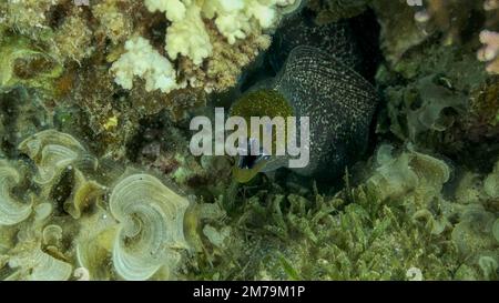 Yellow Edged Moray Eel (Gymnothorax flavimarginatus) peeking out of hiding in a coral reef. Close-up. Red sea, Egypt Stock Photo
