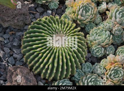 Cacti Stock Photo