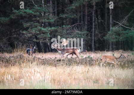 Fallow deer (Dama dama), rutting in a clearing, North Rhine-Westphalia, Germany Stock Photo