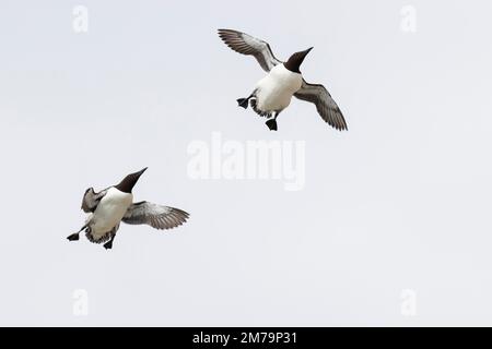 Common Guillemot (Uria aalge), pair in flight, Hornoya Island, Vardo, Varanger, Finnmark, Norway Stock Photo