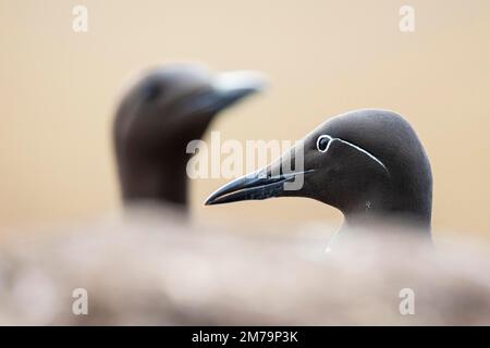 Common Guillemot (Uria aalge), breeding pair, Hornoya Island, Vardo, Varanger, Finnmark, Norway Stock Photo