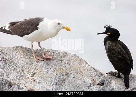 Great black-backed gull (Larus marinus) and shag (Gulosus aristotelis or Phalacrocorax aristotelis), Hornoya Island, Vardo, Varanger, Finnmark