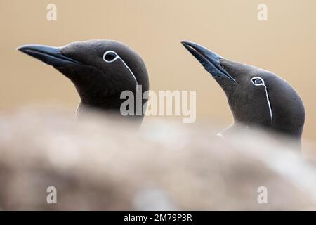 Common Guillemot (Uria aalge), breeding pair, Hornoya Island, Vardo, Varanger, Finnmark, Norway Stock Photo