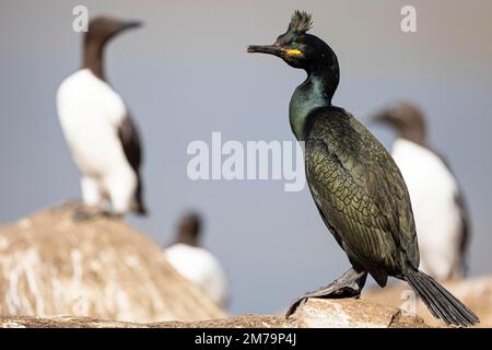 Crow Cormorant (Gulosus aristotelis or Phalacrocorax aristotelis) and Common Guillemot (Uria aalge), Hornoya Island, Vardo, Varanger, Finnmark