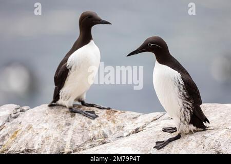 Common Guillemot (Uria aalge), breeding pair, Hornoya Island, Vardo, Varanger, Finnmark, Norway Stock Photo