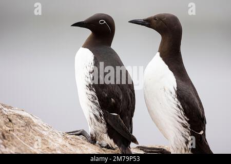 Common Guillemot (Uria aalge), breeding pair, Hornoya Island, Vardo, Varanger, Finnmark, Norway Stock Photo