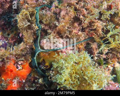 Green spoonworm (Bonellia viridis) . Dive site Marine Reserve Cap de Creus, Rosas, Costa Brava, Spain, Mediterranean Sea Stock Photo