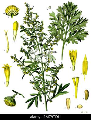 Grande wormwood illustration. Franz Eugen Köhler, Artemisia absinthium (wormwood, grand wormwood, absinthe, absinthium, absinthe wormwood, mugwort, wermout, wermud, wormit, wormod is a species of Artemisia Stock Photo