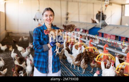 Interested female poultry farm owner inspecting laying hens in coop Stock Photo