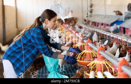 Female owner of poultry farm setting up hanging chicken feeders Stock Photo