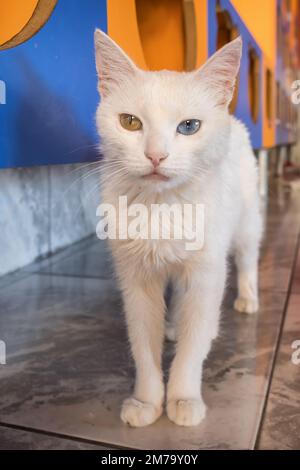 Domestic white turkish van cat with different eyes Stock Photo