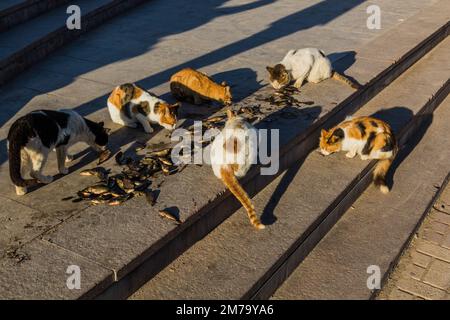 Stray cats eating small fish in the harbor of Alexandria, Egypt Stock Photo