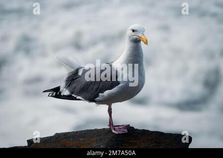 Close up portrait of a seagull  Stock Photo