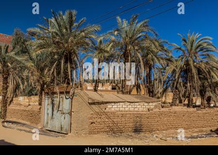 Palms in Mut town in Dakhla oasis, Egypt Stock Photo
