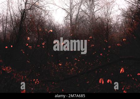 Black metal forest, foggy dark spooky forest, dark horror atmosphere Stock Photo