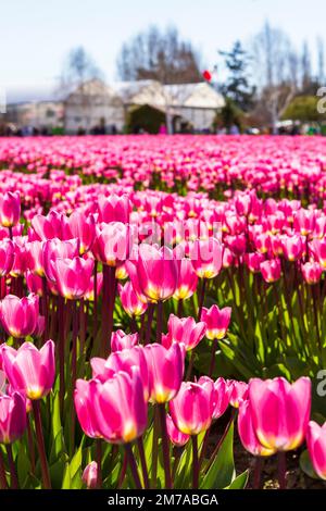 Rows of bright pink tulips with yellow bases, with buildings and tourists in the background, at the annual Skagit Valley Tulip Festival in Washington, Stock Photo