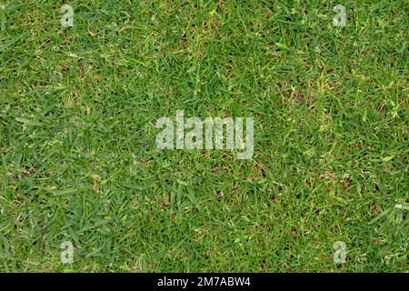 Texture of completely green and pruned natural grass. Stock Photo