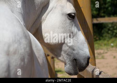 Head of white horse close up view Stock Photo