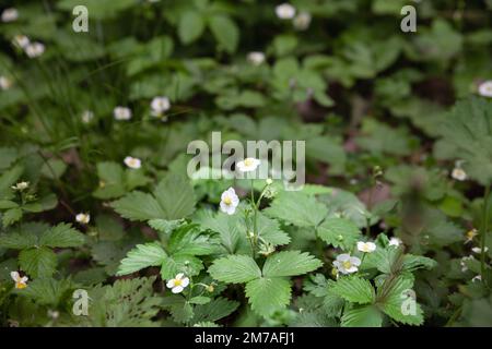 Picture of plants of fragaria vesca, or wild strawberry, with their white flowers in Spring. Fragaria vesca, commonly called the wild strawberry, wood Stock Photo