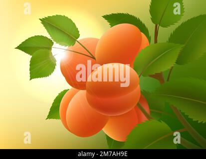Apricots fruits branch sun Stock Vector