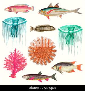 Vintage marine life vector illustration set, remixed from public domain artworks Stock Vector