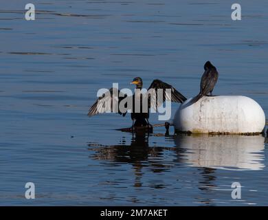 Two little black cormorants in Lake Woodlands, Texas. One cormorant is perched on a cable and has its wings extended. The other is atop a white buoy a Stock Photo