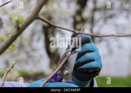 Pruning shears are used in springtime to cut a fruit tree branch. Stock Photo