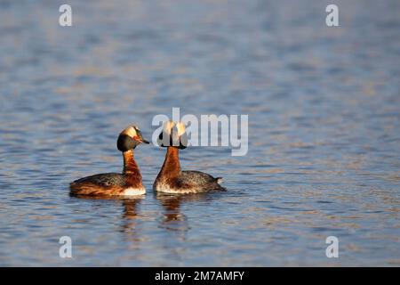 Horned grebes in breeding plumage pair bonding on a wetland in spring, Calgary, Canada (Podiceps auritus) Stock Photo