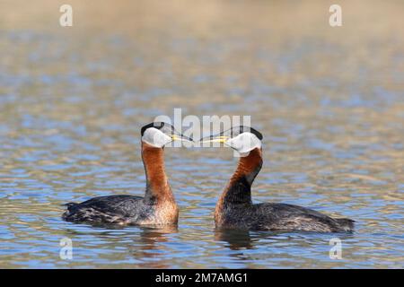 Red-necked Grebes pair bonding on a pond in spring, Calgary, Canada. Podiceps grisegena Stock Photo